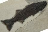 Stunning Fish Fossil (Mioplosus) - Large For Species #233889-1